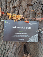 Lukavický dub - vítěz ankety Strom roku 2024. (Foto I. Klimendová)